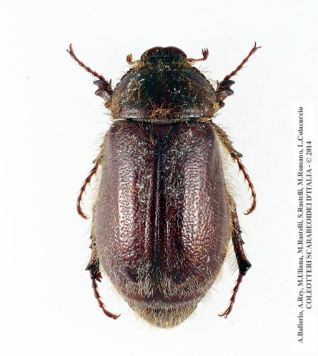 Aplidia villigera, femmina
